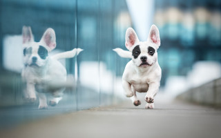 Small dog reflection glass wall - elke vogelsang free wallpaper