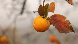 Tree leaves yellow apple water - a few leaf free wallpaper for desktop