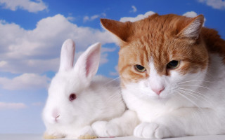 Cat bunny sky clouds outdoor - cute free wallpaper for desktop