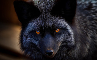 Black wolf orange eyes portrait - a black wolf free wallpaper