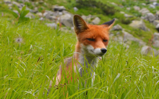 Fox grass rocks hill blurry - the tall grass free wallpaper for desktop