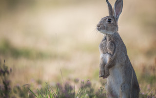Rabbit flower field tiltshift animal - a field of flowers and grass free wallpaper