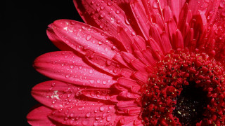 Pink flower water droplets black - a pink flower free wallpaper for desktop