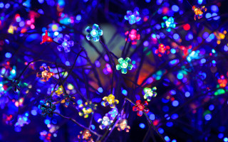 Glowing lights tree night macro - the dark night time free wallpaper