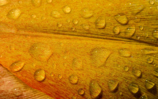 Flower water droplets yellow bud - arthur quartley free wallpaper