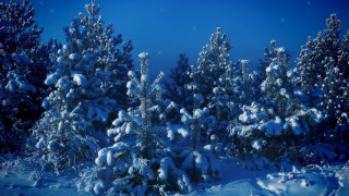 Snowy forest night starry sky - star free wallpaper