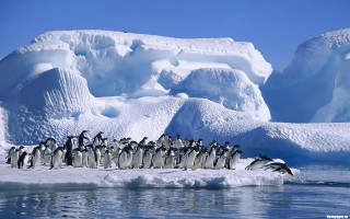 Penguins iceberg water scenery fantasy - an iceberg free wallpaper
