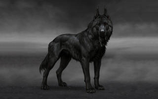 Black wolf foggy field gothic - a foggy field free wallpaper