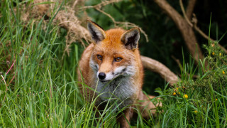 Red fox tall grass curious - the tall grass free wallpaper
