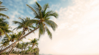 Palm beach sky clouds nature - beach free wallpaper for desktop