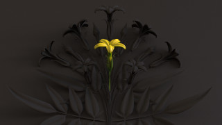Yellow flower black vase shadow - a yellow flower free wallpaper