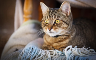 Serious cat lying blurry background - a serious look free wallpaper