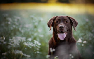 Dog flower field tongue out - a field of flowers and grass free wallpaper