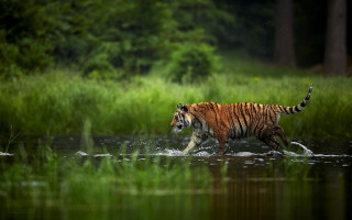 Tiger river forest green grass - a tiger free wallpaper for desktop