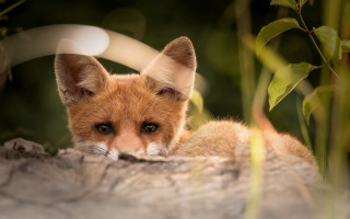 Small fox sitting on rock - a small fox free wallpaper