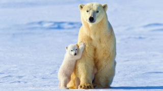 Polar bear cub mother snow - her cub free wallpaper