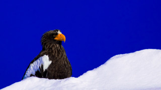Bird on snow blue sky - a sky background behind free wallpaper