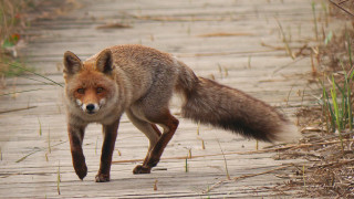 Fox woods path furry art - a long tail free wallpaper