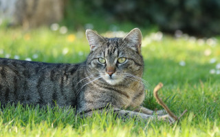 Sad cat in grass outdoors 5 - sad free wallpaper