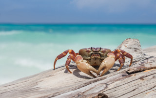 Crab wood ocean beach sky - a white sand beach free wallpaper