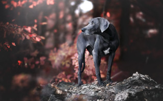 Dog rock forest red leaves - a black dog free wallpaper