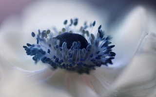 White flower blue stamens black - fiona stephenson free wallpaper