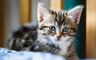 Kitten blue eyes sad on - a kitten free wallpaper for desktop