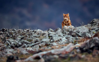Rocky hillside cat bokeh glasses - a rocky hillside free wallpaper