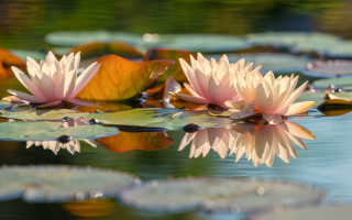 Pink flowers lake lilies impressionist - water lily free wallpaper