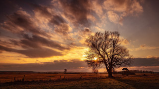 Tree field sunset clouds barn - a sunset in the background free wallpaper for desktop