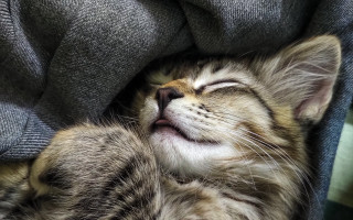 Sleeping cat renaissance microscopic cute - closed free wallpaper