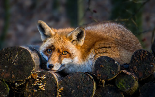 Red fox lying logs sad - furry art free wallpaper