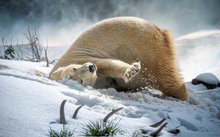 Polar bear cub snow photorealistic - a polar bear free wallpaper