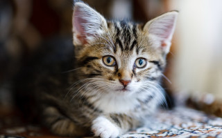 Sad blue eyed kitten on - a rug free wallpaper