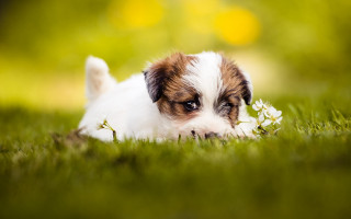 Small dog flower in mouth - a small dog free wallpaper for desktop