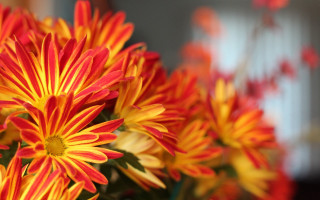 Flower fireworks vase blurry macro - a close up of a bunch free wallpaper