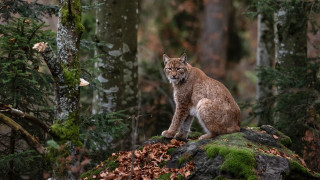 Cat rock forest moss mushroom - a rock in a forest free wallpaper