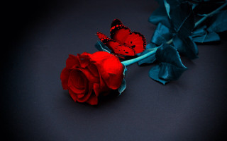 Red rose butterfly blue ribbon - a blue ribbon free wallpaper