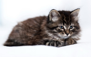 Curious black cat blue eyes - a small kitten free wallpaper