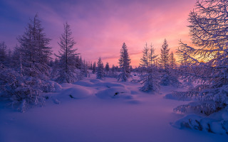 Snowy landscape trees sunset clouds 5 - a pink sky free wallpaper