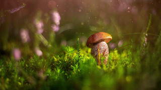 Mushroom lush green field bokeh - a lush green field of grass free wallpaper for desktop