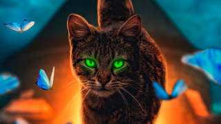 Cat green eyes butterflies blurry - affinity photo free wallpaper for desktop
