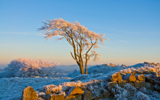 Bare tree snowy hill blue - a snowy hill free wallpaper