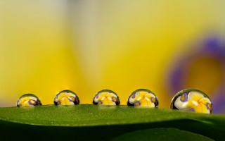 Water droplets green leaf yellow - a yellow flower free wallpaper