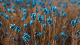 Blue flowers brown stems sky - blue flower free wallpaper