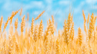 Wheat field orange sky fiery - against a blue sky free wallpaper