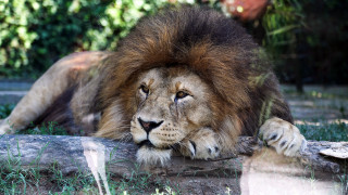 Lion log zoo exhibit carlos - a lion free wallpaper