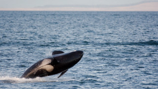 Whale jumping open mouth tail - graceful free wallpaper