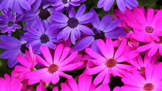 Purple flower bouquet macro closeup - a bunch free wallpaper