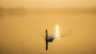 Swan lake sunset misty horizon - mist free wallpaper for desktop